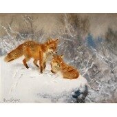 Två rävar i vinterlandskap