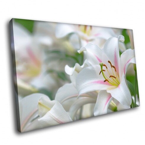 Постер с цветами, Белая лилия