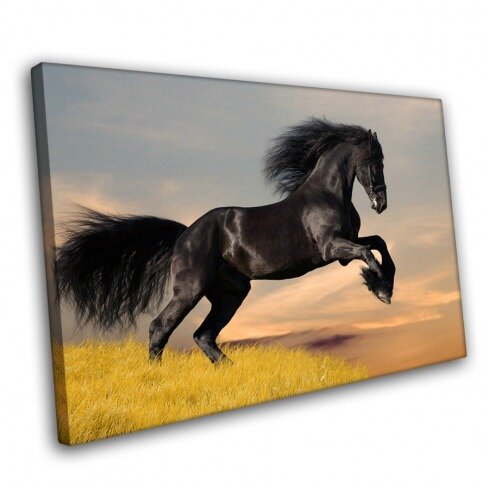 Постер с животными, Фризская лошадь.