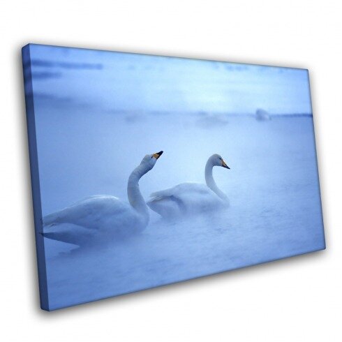 Постер с животными, Лебеди на озере