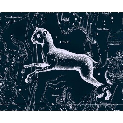 Картина Ян Гевелий, Uranographia - Lynx - Рысь