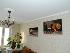 Фотостена с рыжими котами