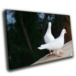Картина белые голуби
