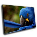 Постер синий попугай 